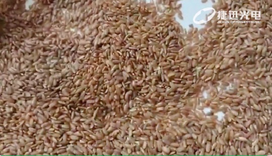 Сортировка нешлифованного риса: не просто сортировка красного нешлифованного риса
