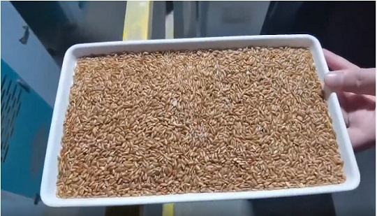 Каков новый план по отбору клейкого и коричневого риса в «первом округе по производству клейкого риса в Китае»?