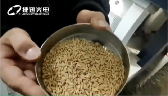 как сортировать семена риса более высокого качества?